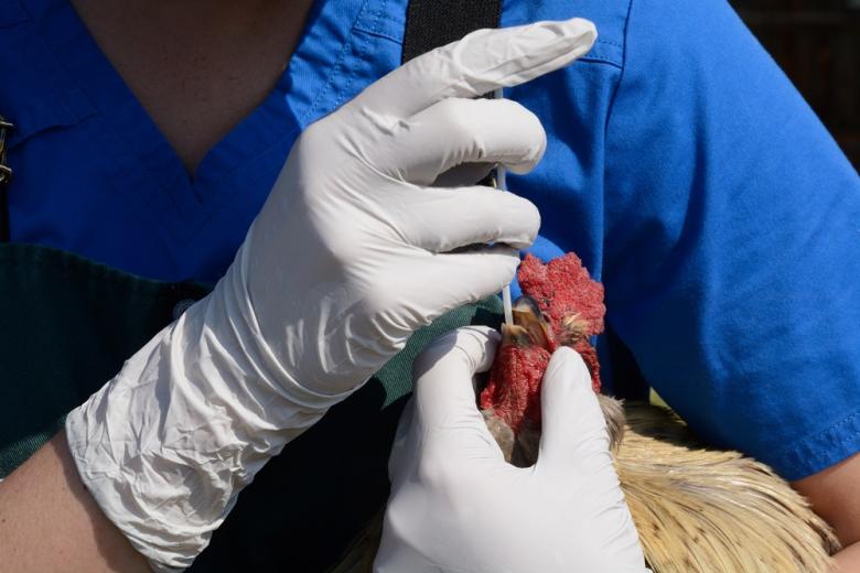 В Европе резко выросло число вспышек Ньюкалской болезни